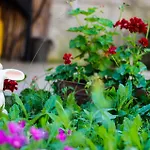 Maris Guest house Obzor